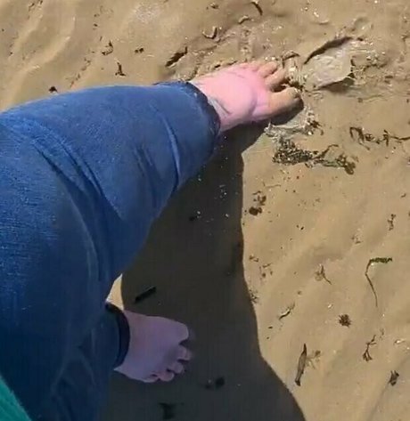 Abigailbarrybbw photo 178