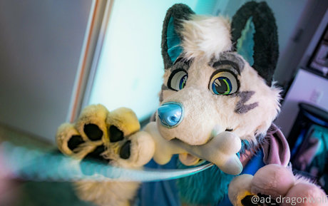 Ad_dragonwolf photo 14