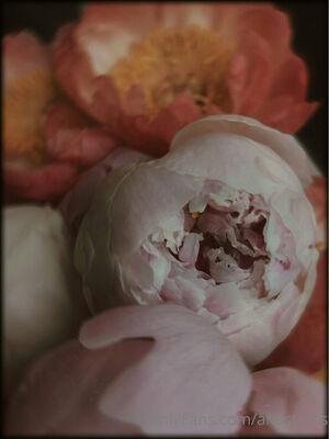 anast_ass11 photo 135