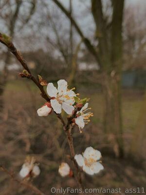 anast_ass11 photo 247