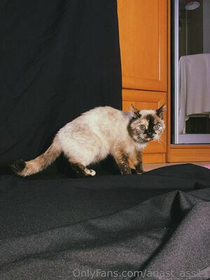 anast_ass11 photo 352