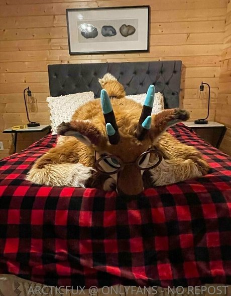 Arcticfux photo 18