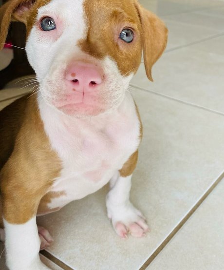 Bianca Novaes photo 105