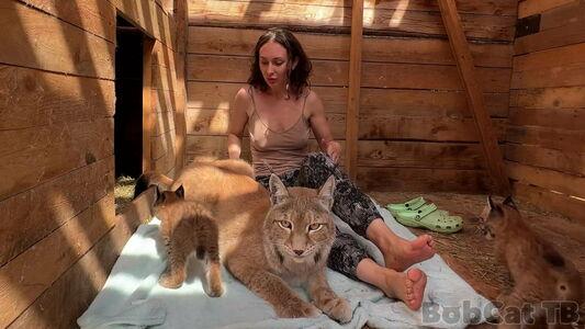 Bobcat photo 3