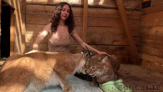 Bobcat photo 4