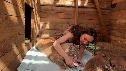 Bobcat photo 6