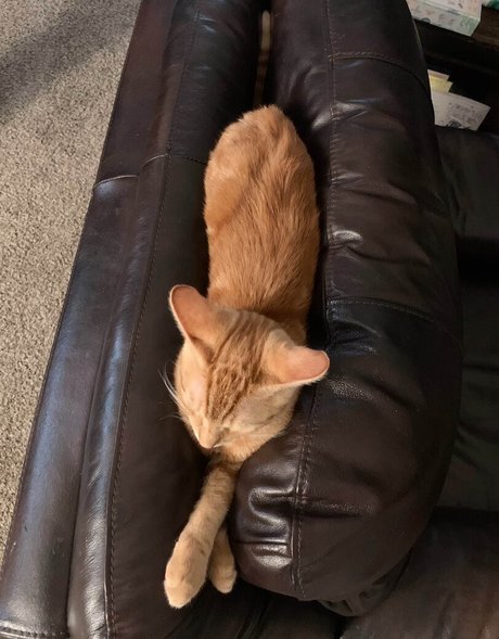 Cowboytakemeaway photo 266