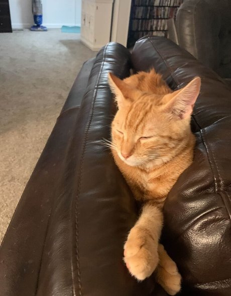 Cowboytakemeaway photo 267