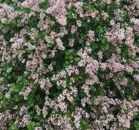 Elizabeth M photo 170