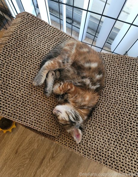 Fosterkittendad photo 1