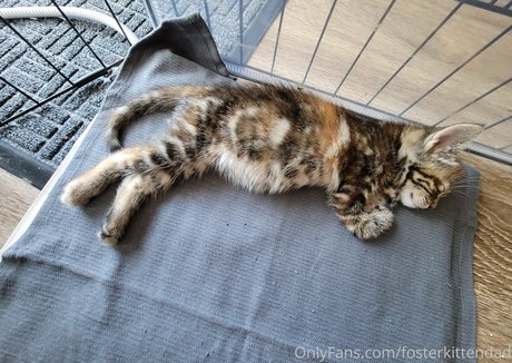 Fosterkittendad photo 2