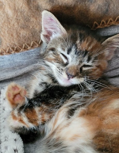 Fosterkittendad photo 3