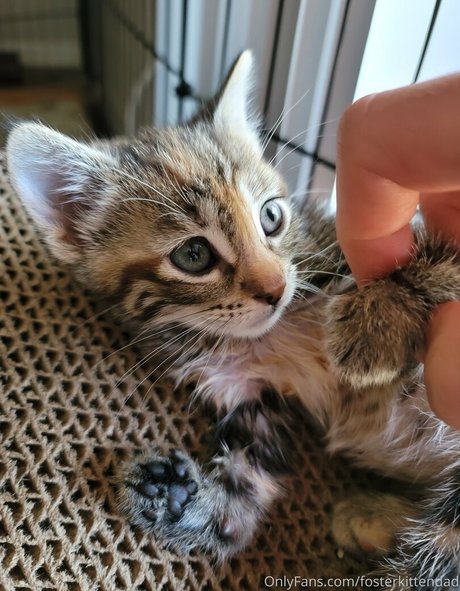 Fosterkittendad photo 5