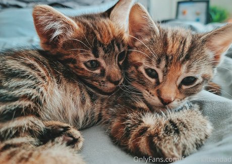 Fosterkittendad photo 6