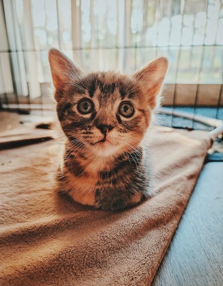 Fosterkittendad photo 7