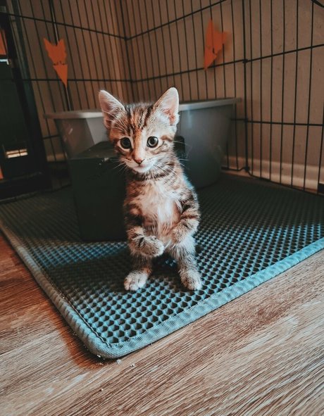 Fosterkittendad photo 8