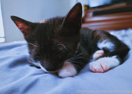 Fosterkittendad photo 9