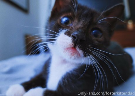Fosterkittendad photo 10