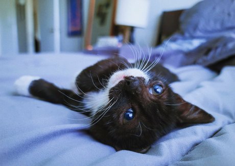 Fosterkittendad photo 11
