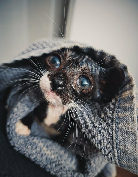 Fosterkittendad photo 12