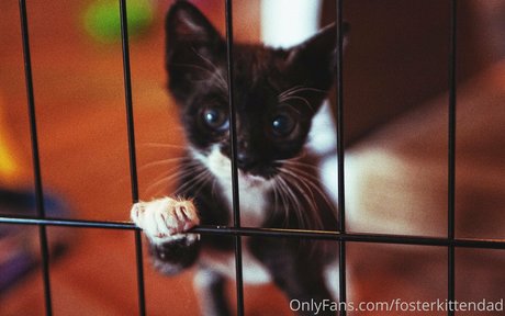 Fosterkittendad photo 13