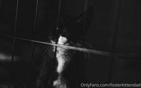 Fosterkittendad photo 14