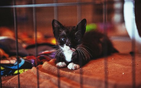 Fosterkittendad photo 15