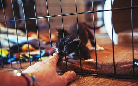 Fosterkittendad photo 16