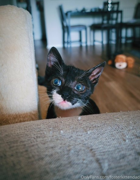 Fosterkittendad photo 18
