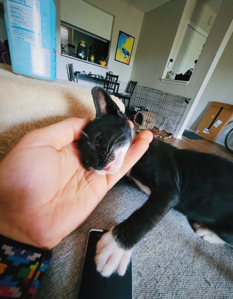 Fosterkittendad photo 19