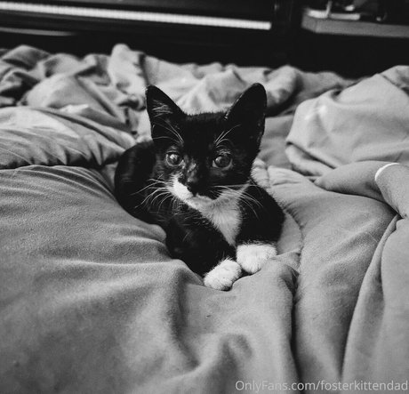 Fosterkittendad photo 20