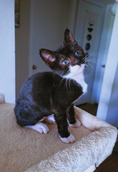 Fosterkittendad photo 21