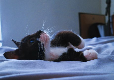 Fosterkittendad photo 23