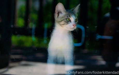 Fosterkittendad photo 24