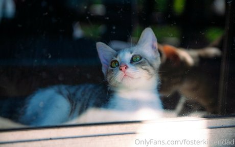 Fosterkittendad photo 26