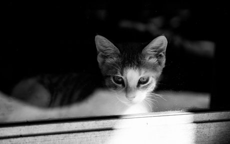 Fosterkittendad photo 27