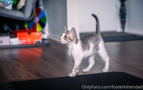 Fosterkittendad photo 28