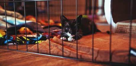 Fosterkittendad photo 30