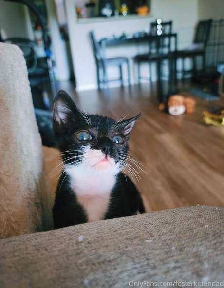 Fosterkittendad photo 31