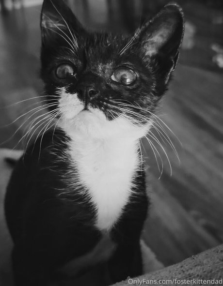 Fosterkittendad photo 32