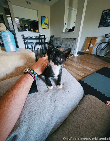 Fosterkittendad photo 33