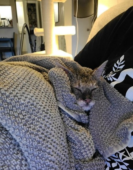 Fosterkittendad photo 35