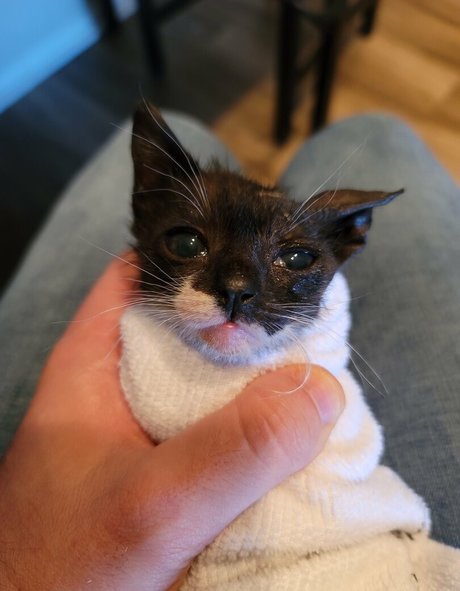 Fosterkittendad photo 36