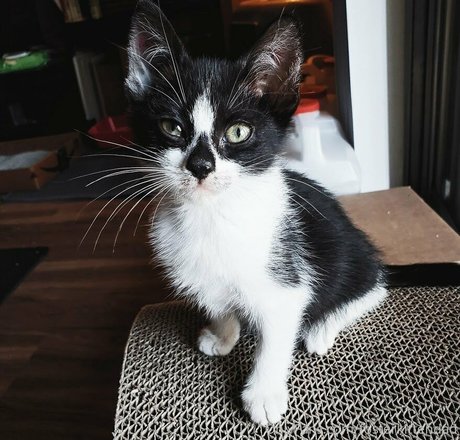 Fosterkittendad photo 38