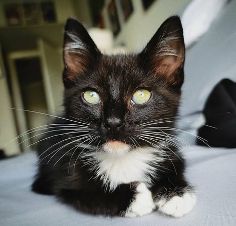 Fosterkittendad photo 39