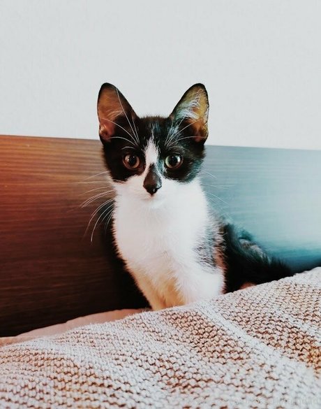Fosterkittendad photo 42