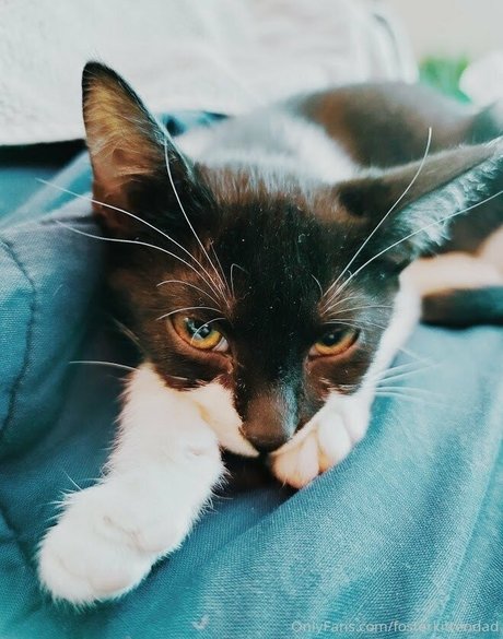 Fosterkittendad photo 43