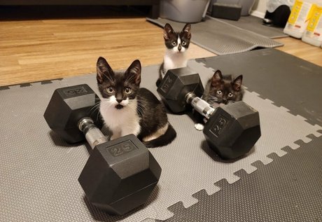 Fosterkittendad photo 46