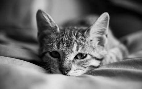 Fosterkittendad photo 49