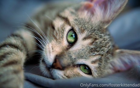 Fosterkittendad photo 52